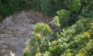 Três em cada quatro hectares desmatados têm indícios de ilegalidade - Portal ZUG - Vale do Aço