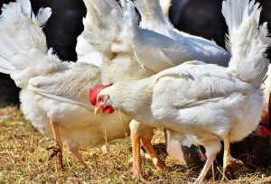 Gripe aviária: saiba onde estão as aves da indústria de alimentos no Brasil