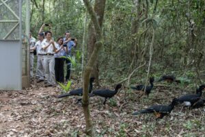 CENIBRA comemora 33 anos do Projeto Mutum. Espécie ameaçada de Extinção é reintroduzida ao Habitat Natural