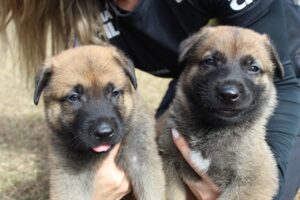 Escolha os nomes dos novos cães da Polícia Civil de Minas Gerais