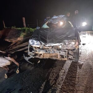 Idosa de 71 anos morre após carro bater contra bois que invadiram rodovia em MG