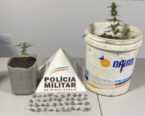 Polícia Militar é acionada para briga de moradores em MG e acaba achando pés de maconha no quintal da casa; traficante foi preso