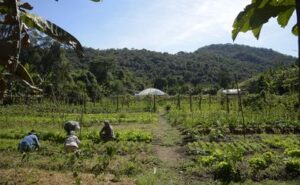 Lei institui política de empreendedorismo para jovens no campo