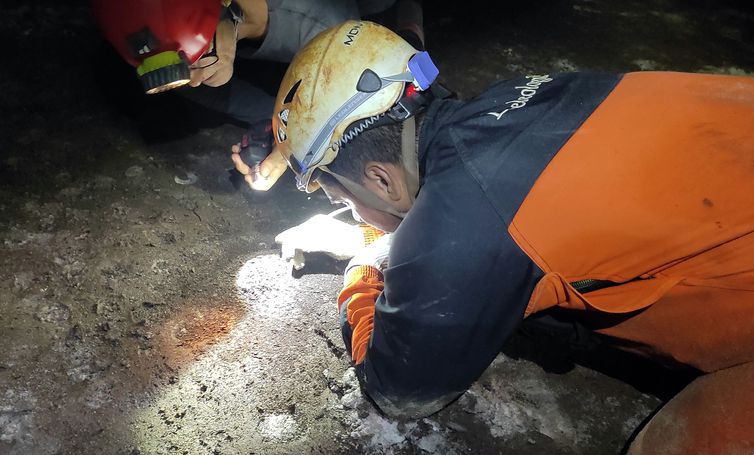 Pará - Animal em extinção de 1 mm é encontrado apenas em caverna no PA. Cientistas buscam sensibilizar comunidades para conservação de bichinho. Foto: Acervo IDEFLOR-Bio/PAT Xingu