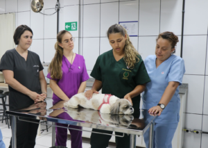 Clínica Veterinária do Unileste oferta atendimentos a animais domésticos da região 