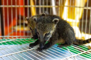 Centro de Biodiversidade da Usipa acolhe filhotes órfãos de Quati