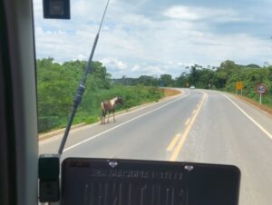 Animais na LMG-760, Vale do Aço, representam perigo para motoristas e passageiros