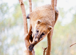 Balanço Anual do Programa de Reabilitação da Fauna Sem Lar do CEBUS