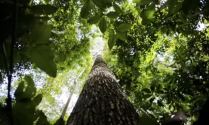 Brasil apresenta na COP proposta para manter florestas tropicais em pé