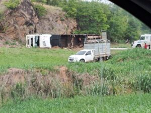 Carreta que transportava bois tomba na BR-259, em Conselheiro Pena