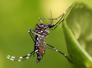 Secretaria de Estado de Saúde de MG confirma morte por dengue em Santana do Paraíso