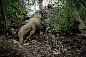 Jacaré resgatado em Coronel Fabriciano é devolvido à natureza