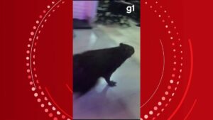 VÍDEO: capivara invade restaurante e assusta clientes em Ipanema