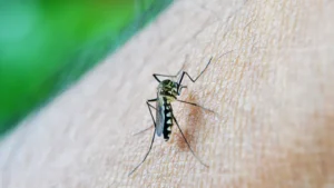 Circulação do sorotipo 3 da dengue preocupa especialistas; saiba o motivo