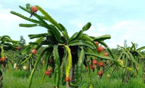 Município inclui a pitaya na alimentação escolar. Fruta será fornecida por agricultores familiares