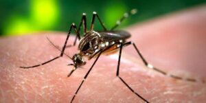 Brasil ultrapassa meio milhão de casos prováveis de dengue. Vacinação já começou