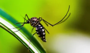 Mudanças climáticas podem ampliar infestação de mosquito Aedes no Rio