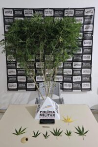 PM aprende pé de maconha em Tumiritinga, e dono da planta é preso | Vales de Minas Gerais