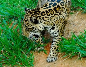 Onças-pintadas na região do Parque Estadual do Rio Doce. IEF orienta população sobre cuidados