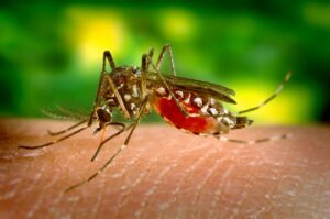 Primeira morte por suspeita de dengue é registrada em Governador Valadares