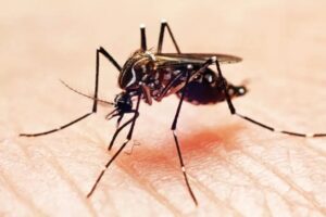 Vale do Aço registra mais de 3.200 novos casos de chikungunya em uma semana