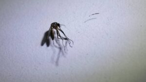 Casos de dengue e chikungunya diminuem em 85% em Ipatinga, aponta secretaria