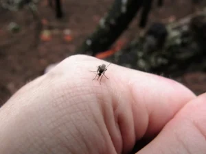 Mosquitos ‘turbinados’ com bactéria para barrar dengue serão soltos por semana em Minas