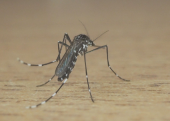Governador Valadares registra três mortes por chikungunya nos quatro primeiros meses do ano