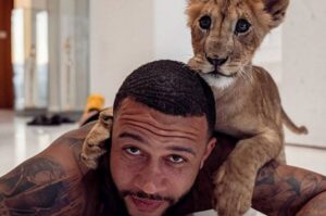 Depay, jogador, carrega um tigre nos ombros (foto: Reproduo de Internet)