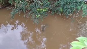 Carro cai em ribanceira, fica submerso em rio e criança morre na MG-111, em Manhuaçu