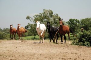 Ladrões de cavalos estão tirando o sossego de moradores em Dionísio