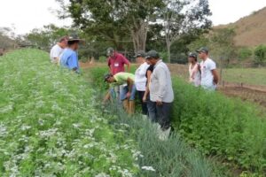 Faemg Senar oferece 46 cursos gratuitos para capacitação rural