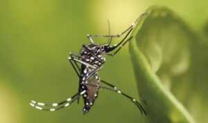 Minas Gerais registra segunda morte por chikungunya e aumento de óbitos por dengue