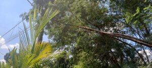 PERIGO: Árvores do cinturão verde da Aperam enroscam nos fios da rede elétrica em Timóteo