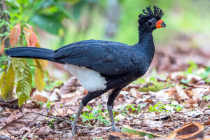 Mutum-do-bico-vermelho volta a habitar a Mata Atlântica após 50 anos de extinção em parque mineiro