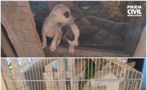 Machado: Polícia Civil prende homem por maus-tratos a animais