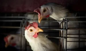 Gripe aviária: Minas irá descartar 450 toneladas de ovos como medida preventiva