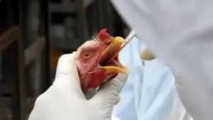 Comunicado à imprensa: Detectado caso de Influenza Aviária de Alta Patogenicidade (IAAP) em Belo Horizonte