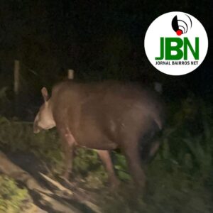 Veja Vídeo: Motoristas registram aumento de animais silvestres na LMG-759, ligação Ipatinga à Pingo D’água, no Vale do Aço