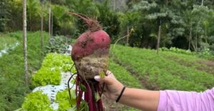Prefeitura e COMSEA reforçam parceria com a agricultura familiar e mulheres produtoras rurais de Fabriciano