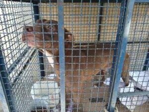 Ataque de Pitbull em escola do Rio deixa seis crianças feridas