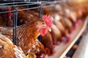 Brasil investiga 17 suspeitas de gripe aviária e descarta milhões de ovos