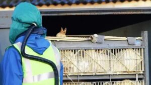 Brasil registra primeiro foco de gripe aviária em granja comercial