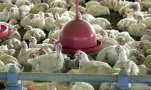 Esclareça suas dúvidas sobre a gripe aviária e seus efeitos