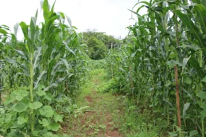 Empresa faz doação de corretivo agrícola para Agricultores familiares de Timóteo