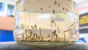 LIRAa: Governador Valadares registra índice de infestação de 3,5% do Aedes aegypti; maioria dos focos está dentro das casas | Vales de Minas Gerais