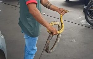 Frentista enfrenta cobra gigante em Coronel Fabriciano durante abastecimento