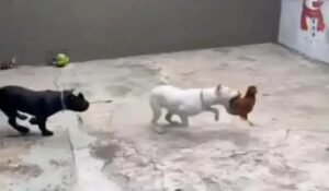 Influenciador preso por maus-tratos a cães é libertado e impedido de ter animais