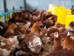 Mais de 60 países suspendem importação de frango brasileiro por gripe aviária