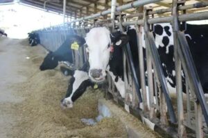 Minas Gerais busca alternativas inovadoras para reduzir gases de efeito estufa na agropecuária
